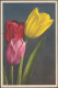Tulipa, C.1930s - Edition Stehli CPA - Fiori