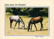 Animaux - Chevaux - Nos Amis Les Chevaux - Editions Dubray - Carte Neuve - CPM - Voir Scans Recto-Verso - Pferde