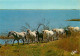 Animaux - Chevaux - Camargue - La Manade - Carte Neuve - CPM - Voir Scans Recto-Verso - Pferde