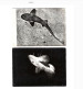 Delcampe - Lot De 8 Cartes Postales"Poissons". - Fish & Shellfish