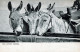 DONKEY Animals Vintage Antique Old CPA Postcard #PAA016.GB - Donkeys