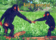 MONKEY Animals Vintage Postcard CPSM #PBR989.GB - Monkeys
