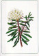 FLOWERS Vintage Ansichtskarte Postkarte CPSM #PAR524.DE - Blumen