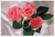 FLEURS Vintage Carte Postale CPSM #PBZ291.FR - Blumen