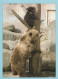 OURS Animaux Vintage Carte Postale CPSM #PBS188.FR - Ours