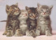 CHAT CHAT Animaux Vintage Carte Postale CPSM #PBQ929.FR - Cats