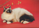 GATTO KITTY Animale Vintage Cartolina CPSM #PAM459.IT - Cats