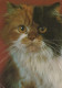 GATTO KITTY Animale Vintage Cartolina CPSM #PAM084.IT - Cats