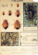 INSEKTEN Tier Vintage Ansichtskarte Postkarte CPSM #PBS500.DE - Insects
