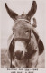 ASINO Animale Vintage CPA Cartolina #PAA281.IT - Donkeys