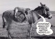 ASINO Animale Vintage Cartolina CPSM #PBR918.IT - Donkeys