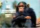 " Moi Je Conteste Tout ...."  Humour De  Singes. - Humor