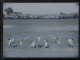 BOURG-LA-REINE - Lot De 20 PLAQUES DE VERRE Anciennes : École SIMON-SIÉGEL (Paris, 97 R. De La Pompe), Gymnastique Stade - Bourg La Reine