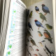 Delcampe - Collins Field Guide To The Birds Of South America: Passerines: From Sapayoa To Finches 2015 - Wildlife