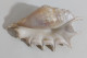 57722 Conchiglia Di Mare - Lambis - 220 Mm - Seashells & Snail-shells