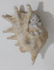 57722 Conchiglia Di Mare - Lambis - 220 Mm - Seashells & Snail-shells