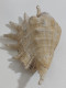 57722 Conchiglia Di Mare - Lambis - 220 Mm - Seashells & Snail-shells