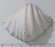 57723 Conchiglia Di Mare - Tridacna Crocea - 260 Mm - Seashells & Snail-shells