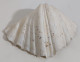 57723 Conchiglia Di Mare - Tridacna Crocea - 260 Mm - Seashells & Snail-shells