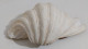 57723 Conchiglia Di Mare - Tridacna Crocea - 260 Mm - Seashells & Snail-shells