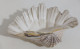 57723 Conchiglia Di Mare - Tridacna Crocea - 260 Mm - Seashells & Snail-shells