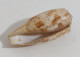 57738 Conchiglia Di Mare - Conus Geographus - 75 Mm - Schelpen