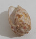 57738 Conchiglia Di Mare - Conus Geographus - 75 Mm - Coquillages