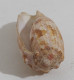 57738 Conchiglia Di Mare - Conus Geographus - 75 Mm - Seashells & Snail-shells