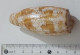 57738 Conchiglia Di Mare - Conus Geographus - 75 Mm - Muscheln & Schnecken