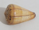 57739 Conchiglia Di Mare - Conus Betulinus - 65 Mm - Muscheln & Schnecken