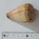 Delcampe - 57739 Conchiglia Di Mare - Conus Betulinus - 65 Mm - Coquillages