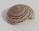 67443 Conchiglia Di Mare - Sundial Shell - 42 Mm - Muscheln & Schnecken