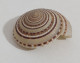 67443 Conchiglia Di Mare - Sundial Shell - 42 Mm - Conchas Y Caracoles