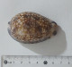 68346 Conchiglia Di Mare - Cypraea Histrio - 60 Mm - Seashells & Snail-shells