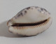 68346 Conchiglia Di Mare - Cypraea Histrio - 60 Mm - Seashells & Snail-shells
