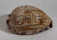 68347 Conchiglia Di Mare - Cypraea Eglantina - 60 Mm - Seashells & Snail-shells