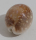 68348 Conchiglia Di Mare - Cypraea Vitellus - 60 Mm - Seashells & Snail-shells