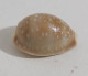 68349 Conchiglia Di Mare - Cypraea Vitellus - 45 Mm - Seashells & Snail-shells