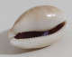 68349 Conchiglia Di Mare - Cypraea Vitellus - 45 Mm - Seashells & Snail-shells