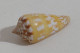 68350 Conchiglia Di Mare - Conus Amadis Aurantia - 55 Mm - Seashells & Snail-shells