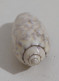68351 Conchiglia Di Mare - Oliva Caerulea - 50 Mm - Seashells & Snail-shells