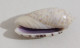 68351 Conchiglia Di Mare - Oliva Caerulea - 50 Mm - Seashells & Snail-shells