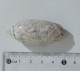68351 Conchiglia Di Mare - Oliva Caerulea - 50 Mm - Seashells & Snail-shells