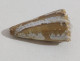 68352 Conchiglia Di Mare - Conus Imperialis - 40 Mm - Schelpen