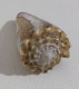 68352 Conchiglia Di Mare - Conus Imperialis - 40 Mm - Seashells & Snail-shells