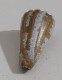 68352 Conchiglia Di Mare - Conus Imperialis - 40 Mm - Seashells & Snail-shells