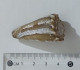 68352 Conchiglia Di Mare - Conus Imperialis - 40 Mm - Schelpen