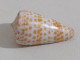 68353 Conchiglia Di Mare - Conus Tessulatus - 50 Mm - Muscheln & Schnecken