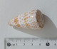 68353 Conchiglia Di Mare - Conus Tessulatus - 50 Mm - Seashells & Snail-shells