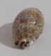 68354 Conchiglia Di Mare - Cypraea Eglantina - 50 Mm - Seashells & Snail-shells